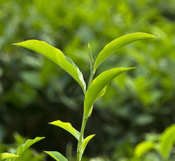Camellia sinensis (Fotó: Wikimedia Commons)