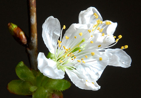 Cseresznyevirág (Fotó: MsTea)