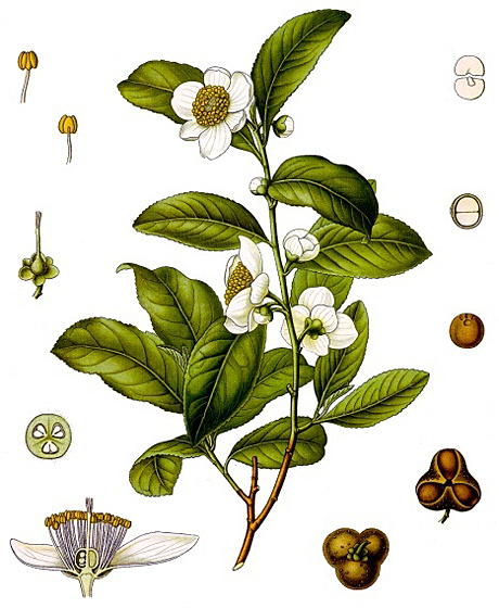 Camellia sinensis (Illusztráció: L. Kunze, Image processed by Thomas Shoepke, www.plant-pictures.de)
